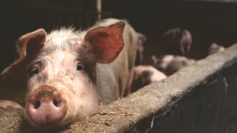 Animal Rights en MOB stappen naar rechter om uitbreiding varkensbedrijf Egchel