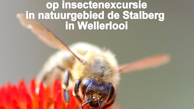 Insectenexcursie met IVN De Steilrand