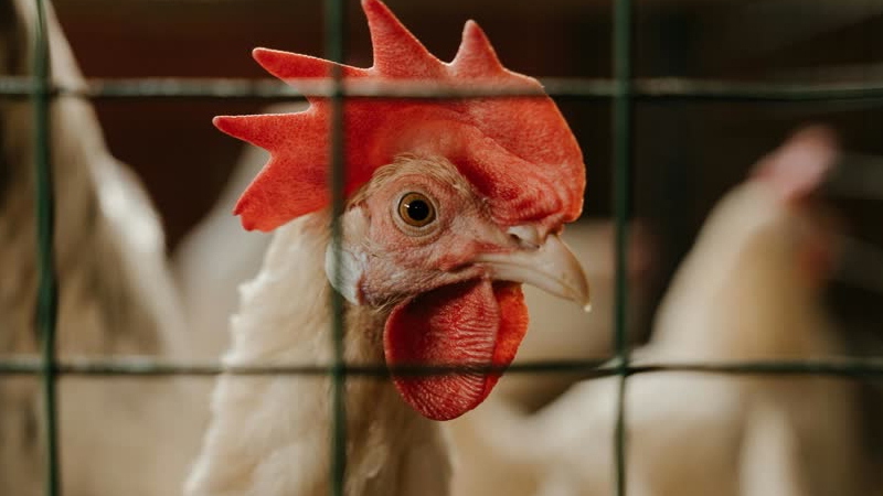 Vogelgriep treft pluimveebedrijf in Helden: 85.000 leghennen geruimd