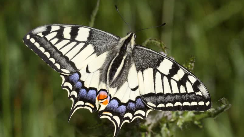 IVN Lezing over dagvlinders