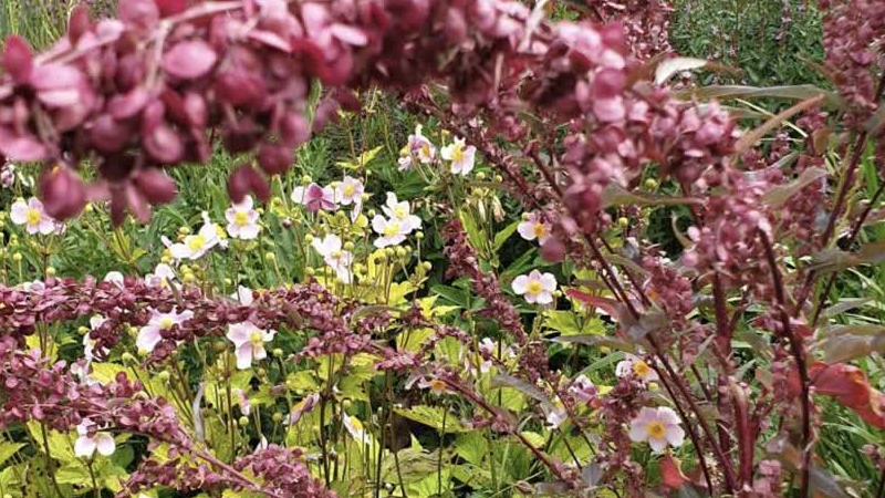 Open Tuinen Dag in Helenaveen