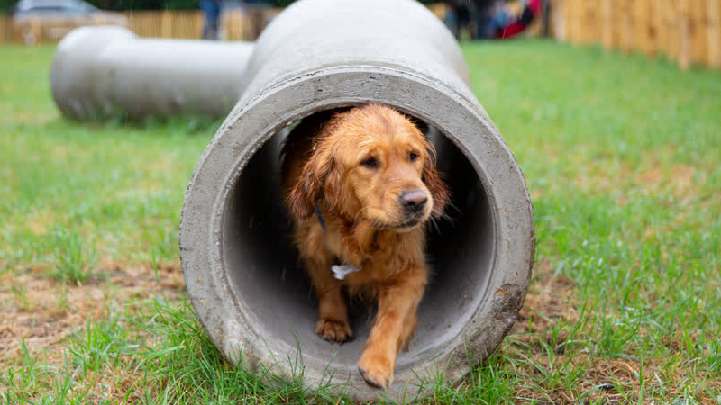 Opknapbeurt hondenspeelweide ’t Greun Veldje van start in Reuver