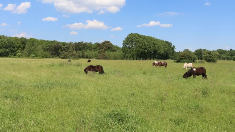 IVN Lezing: Biodiversiteit Paardenbegrazing Groote Peel