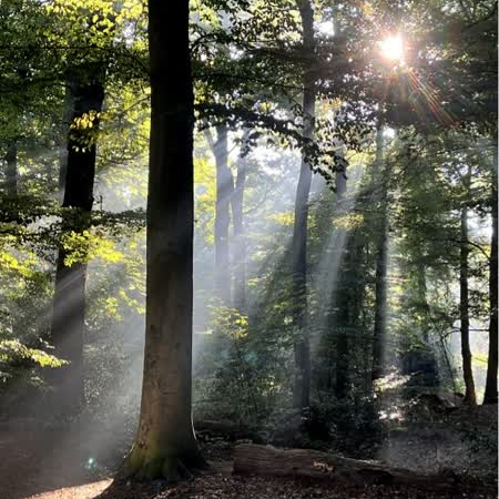 IVN Winter Wandeling ‘Moelbaerenbos’