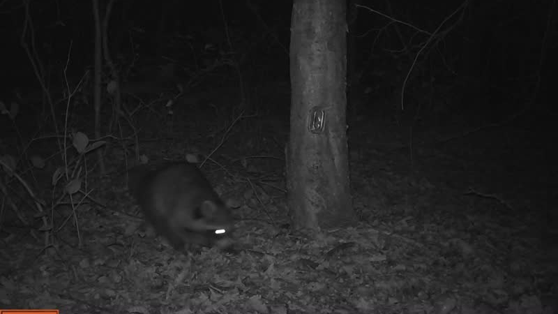 Wasbeer gespot in Peel en Maas: risico voor lokale natuur