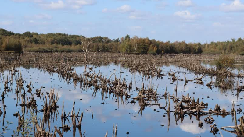 IVN Meijel: Lezing Mariapeel van hoogveen naar hoogveen?
