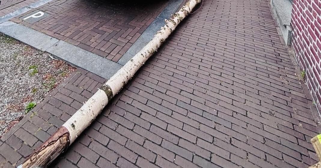Omgevallen boom zorgt voor inzet brandweer in Meijel