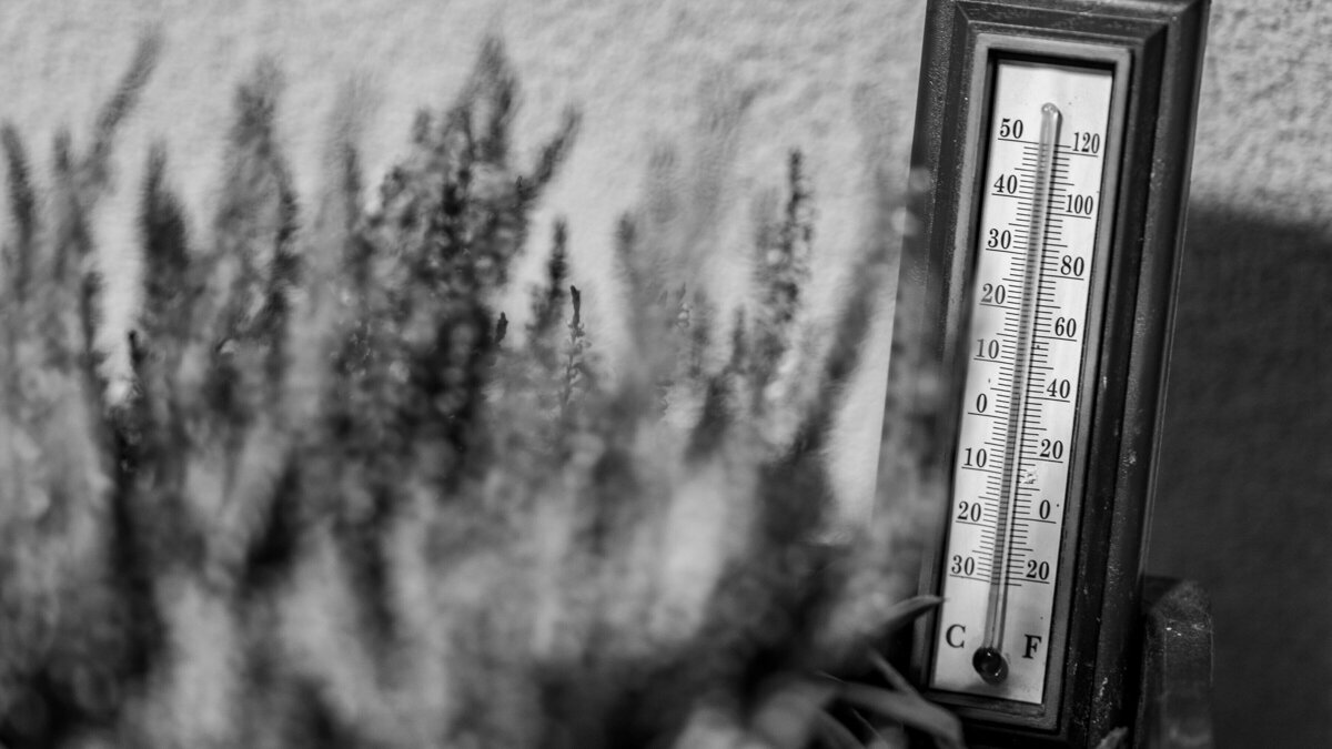 pexels-vladimirsrajber-34820818