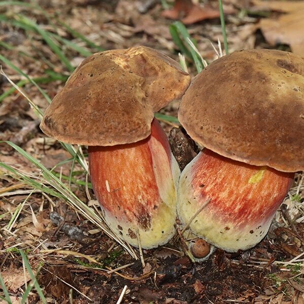 24-9IVNPaddenstoelen
