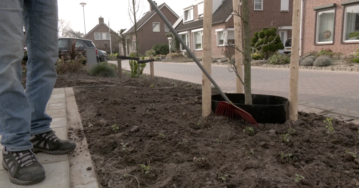 Bewoners Arnoudstraat zorgen samen voor groener straatbeeld in Maasbree