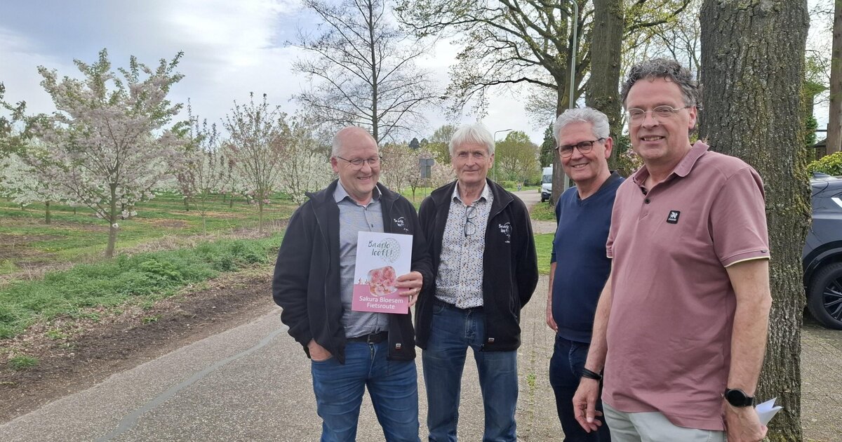 Baarlo in bloei: Japanse sferen door 200 sakurabomen