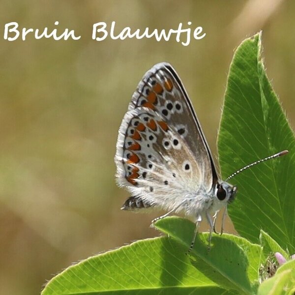 IMG_3264 Bruin Blauwtje.jpg