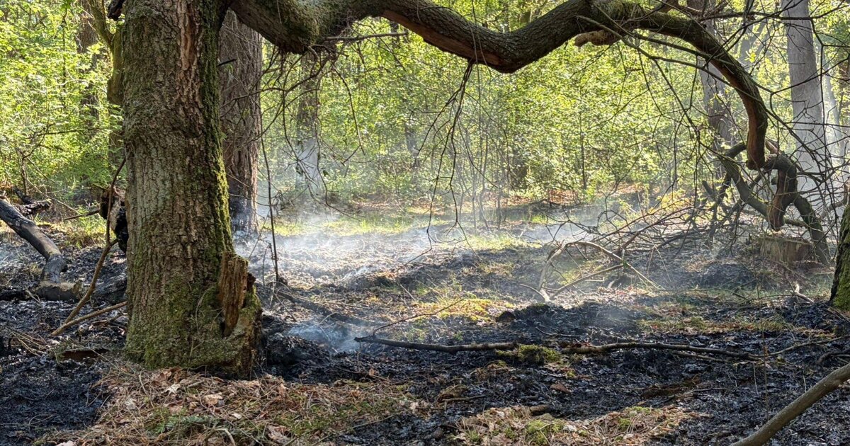 Duizenden vierkante meters natuur in vlammen op in Heldense Bossen
