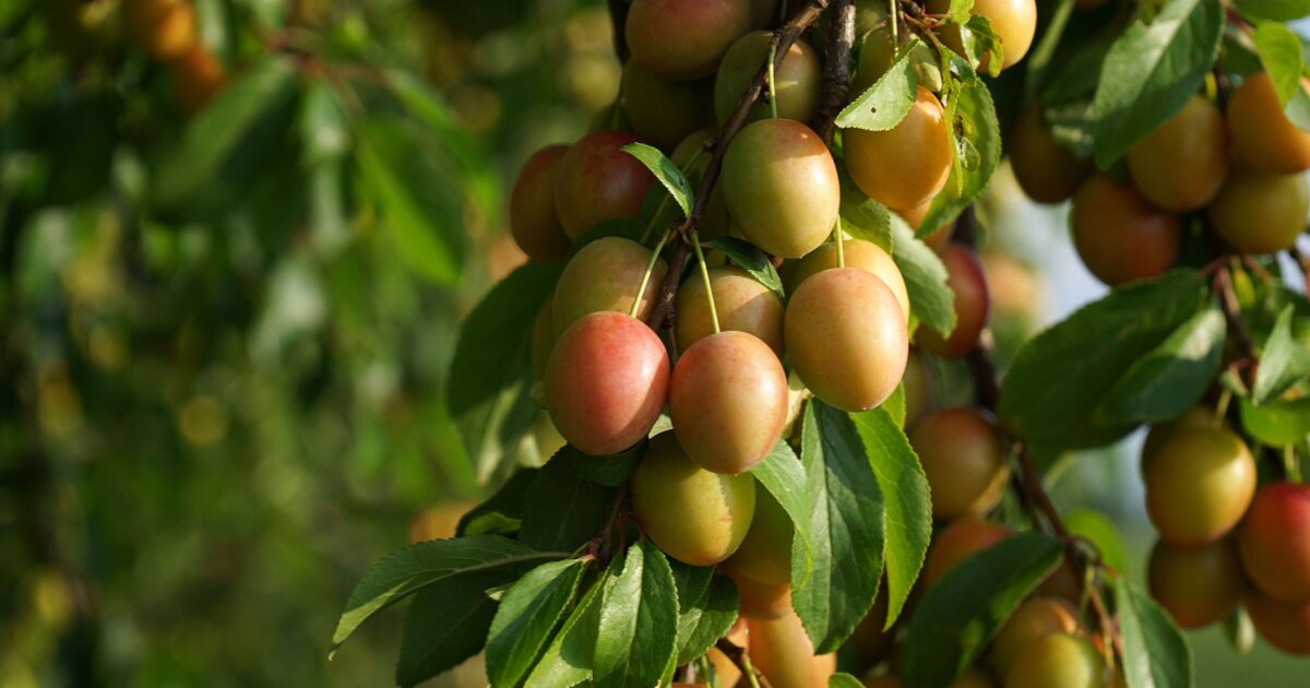 Jumbo Panningen helpt fruitboerderij uit Baarlo: mirabellen vanaf volgende week in de winkel