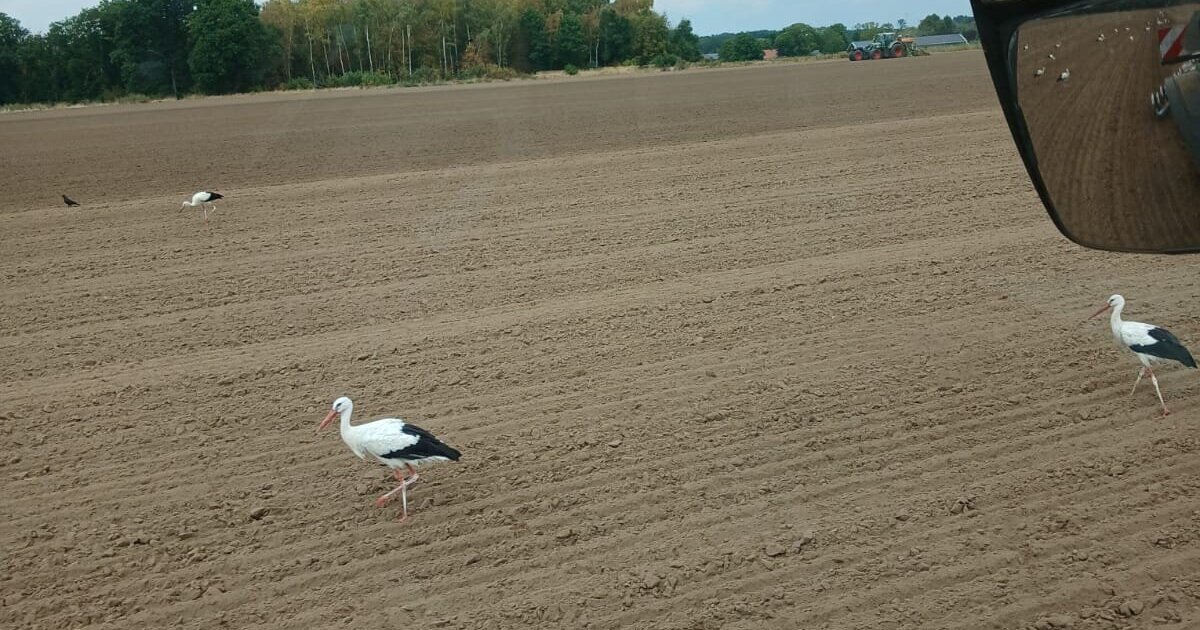 Tientallen ooievaars strijken neer op akker in Baarlo