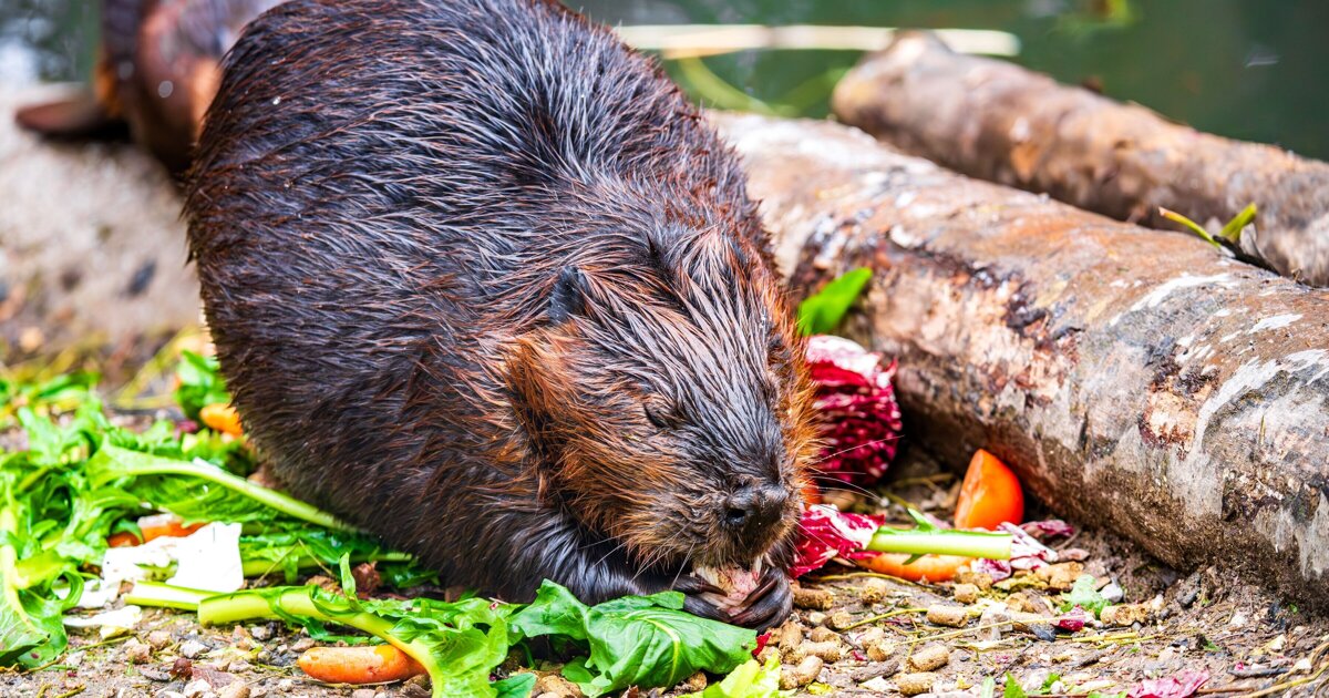 De bever knaagt zich door Limburg