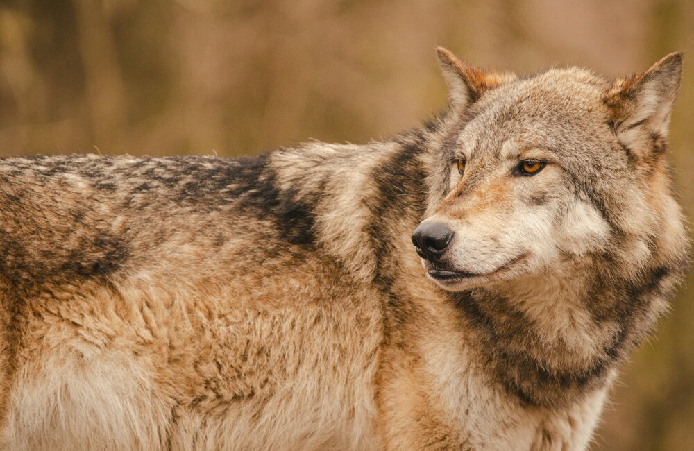 wolf.jpg