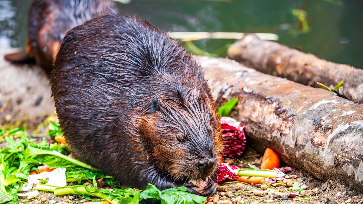Bever