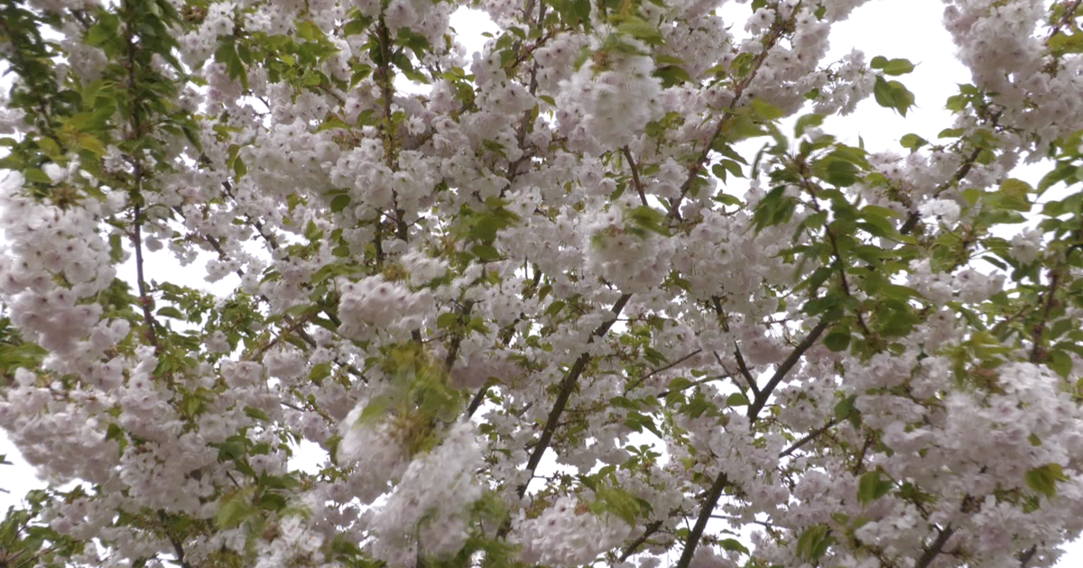 Sakura-fietsroute in Baarlo officieel geopend
