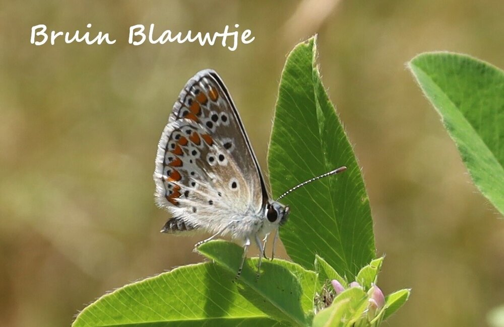 IMG_3264 Bruin Blauwtje.jpg