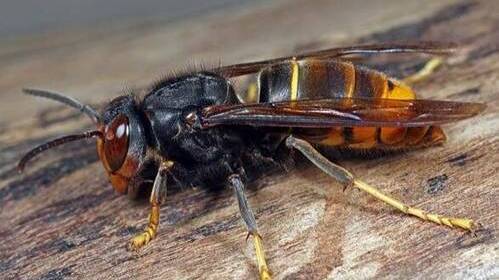 Aziatische hoornaar.png