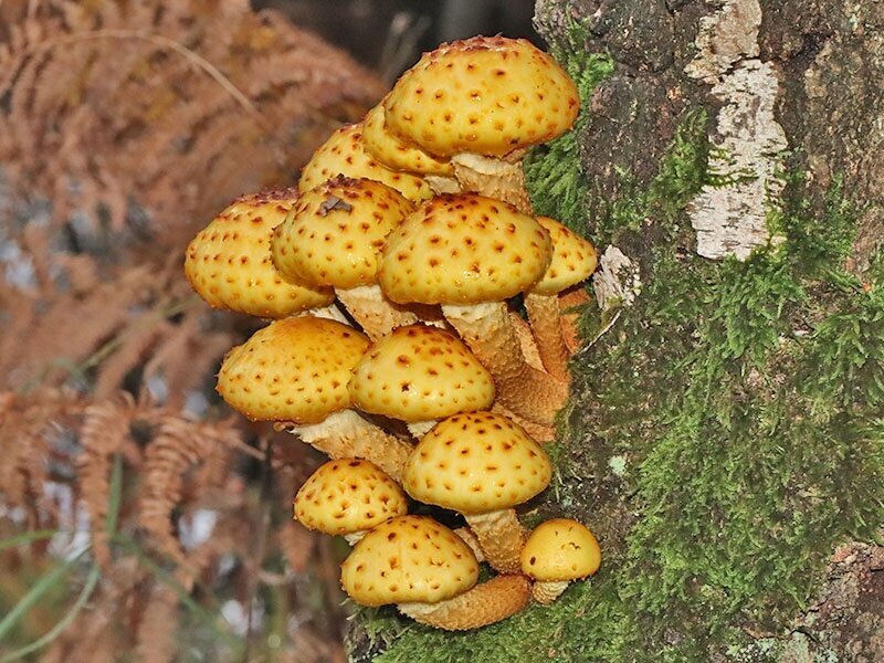 IVN Lezing: Paddenstoelen (deel 2)