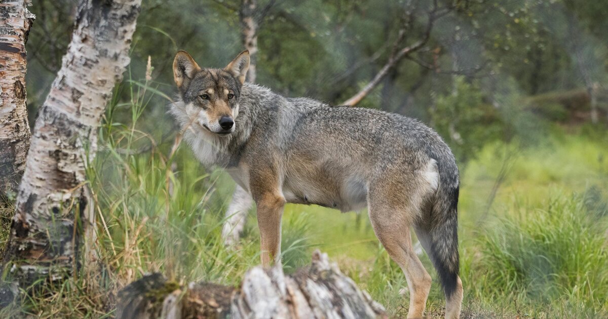 Wolf gesignaleerd zorgt voor onrust: “Het voelt toch spannend als hij zo dichtbij komt”