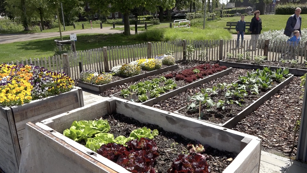 Moestuin Ringovenpark