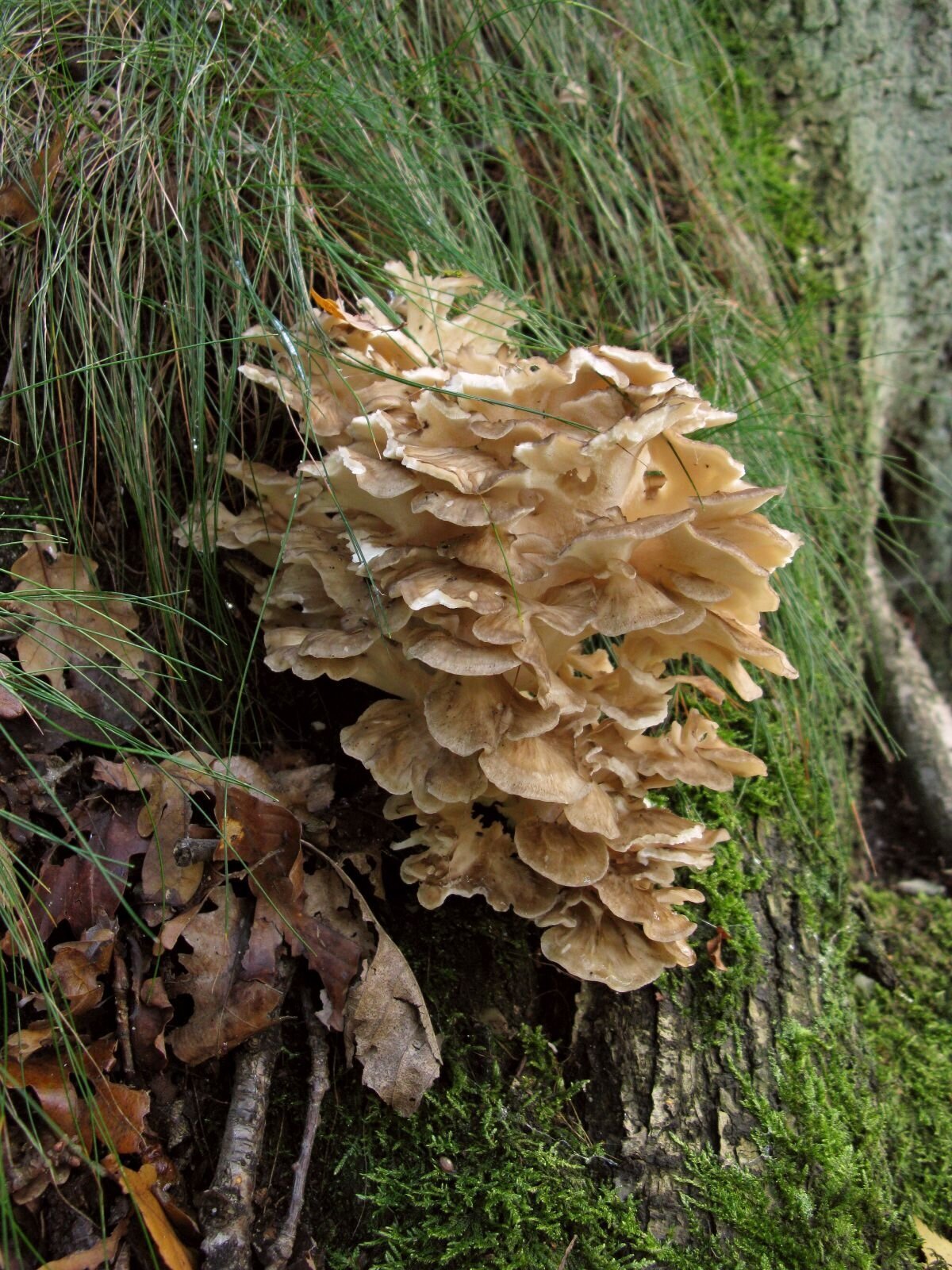 IVNSteilrandPaddenstoelen in het Leudal