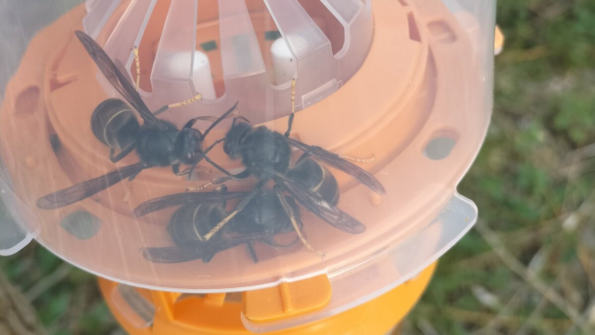 foto val met 3 hoornaars (1)