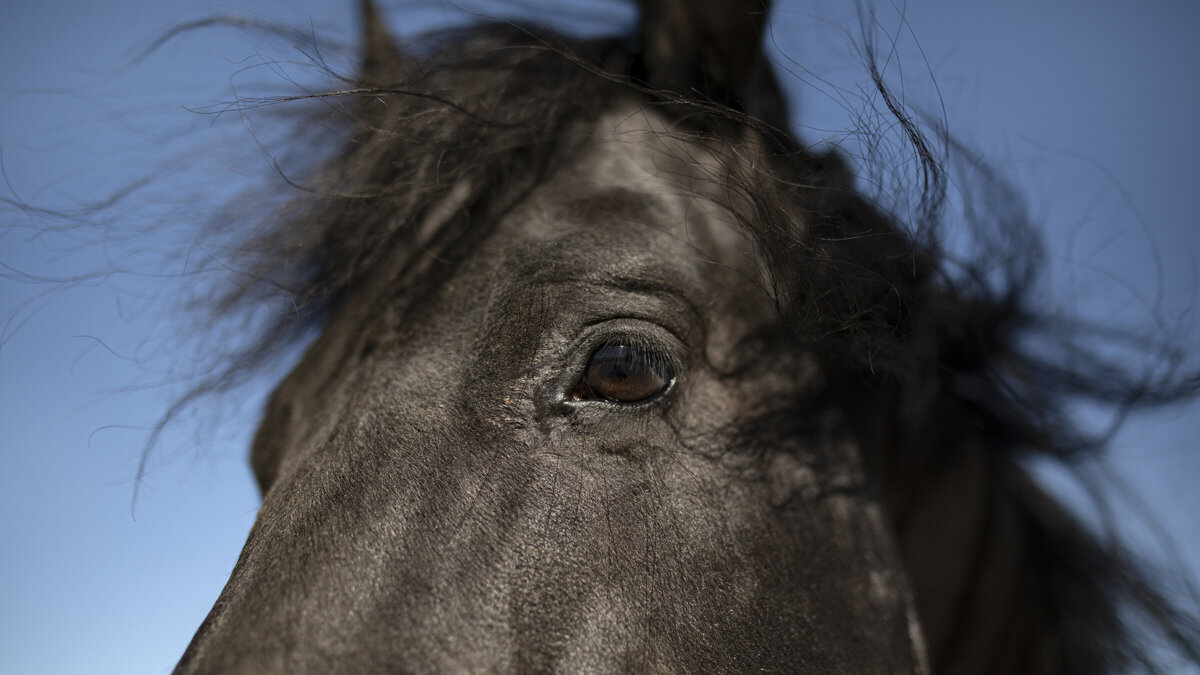 Paard stock