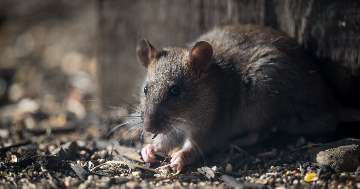 Bewoners Kastanjehof Maasbree ervaren flinke rattenoverlast: 