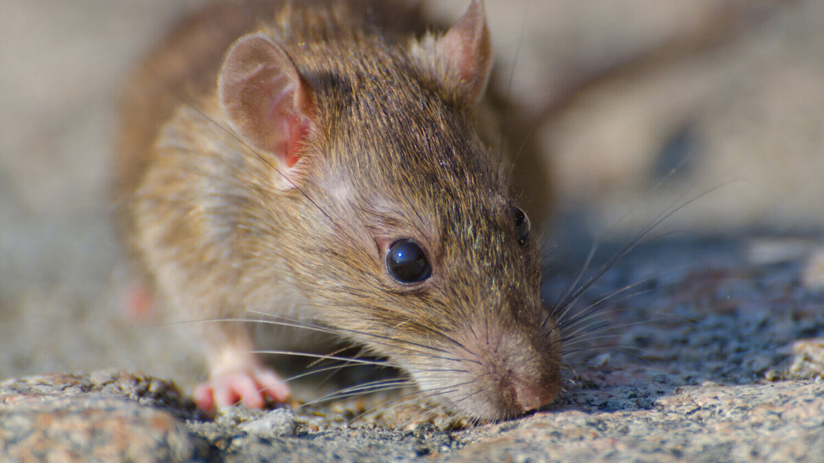Rat stock