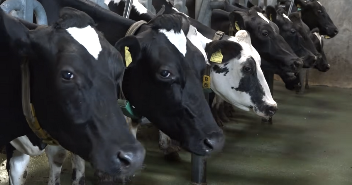 Toekomst intensieve veehouderij verdeelt politiek in Peel en Maas