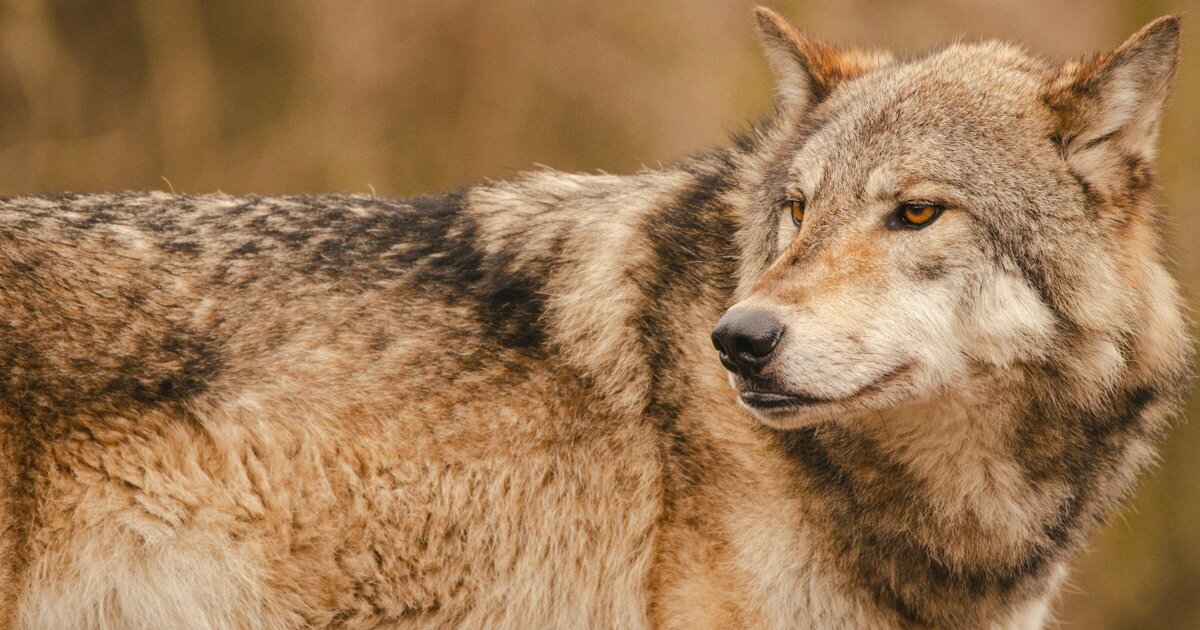 Wolf meerdere keren waargenomen in Peel en Maas en omgeving