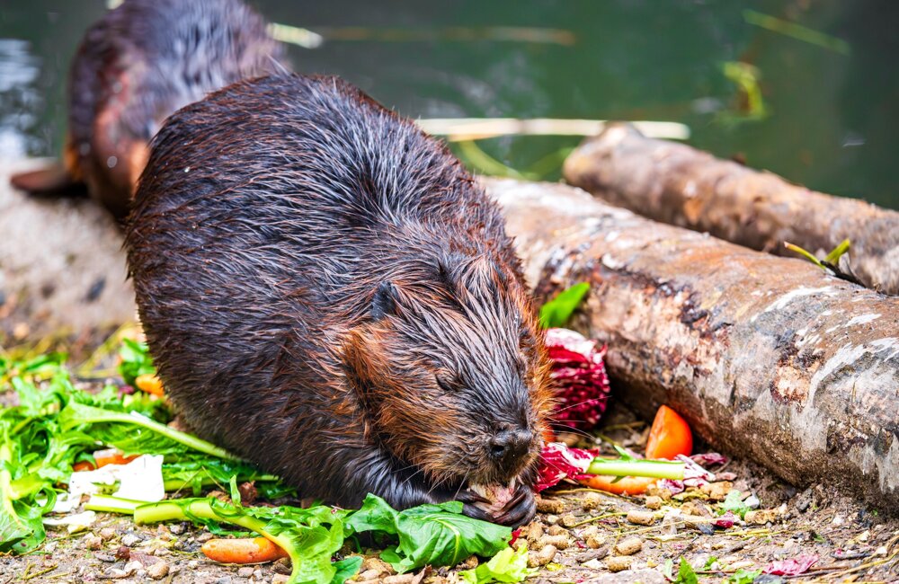 Bever