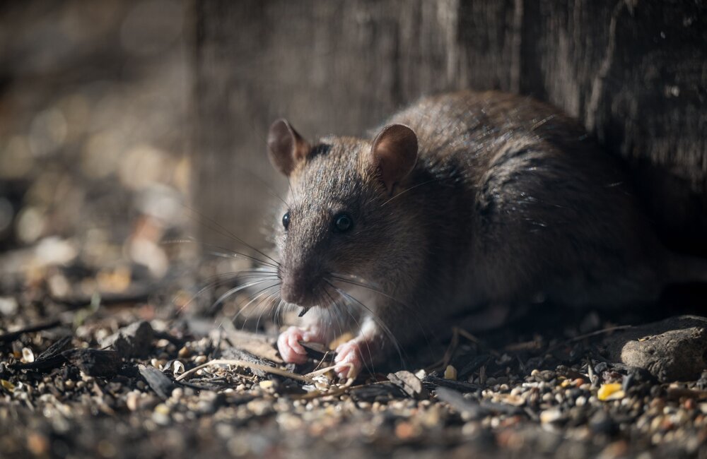 rat