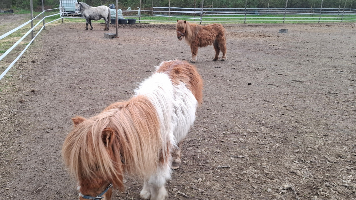 Pony's Peel en Maas.png