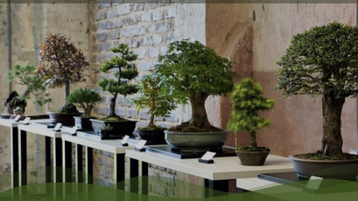 Bonsai