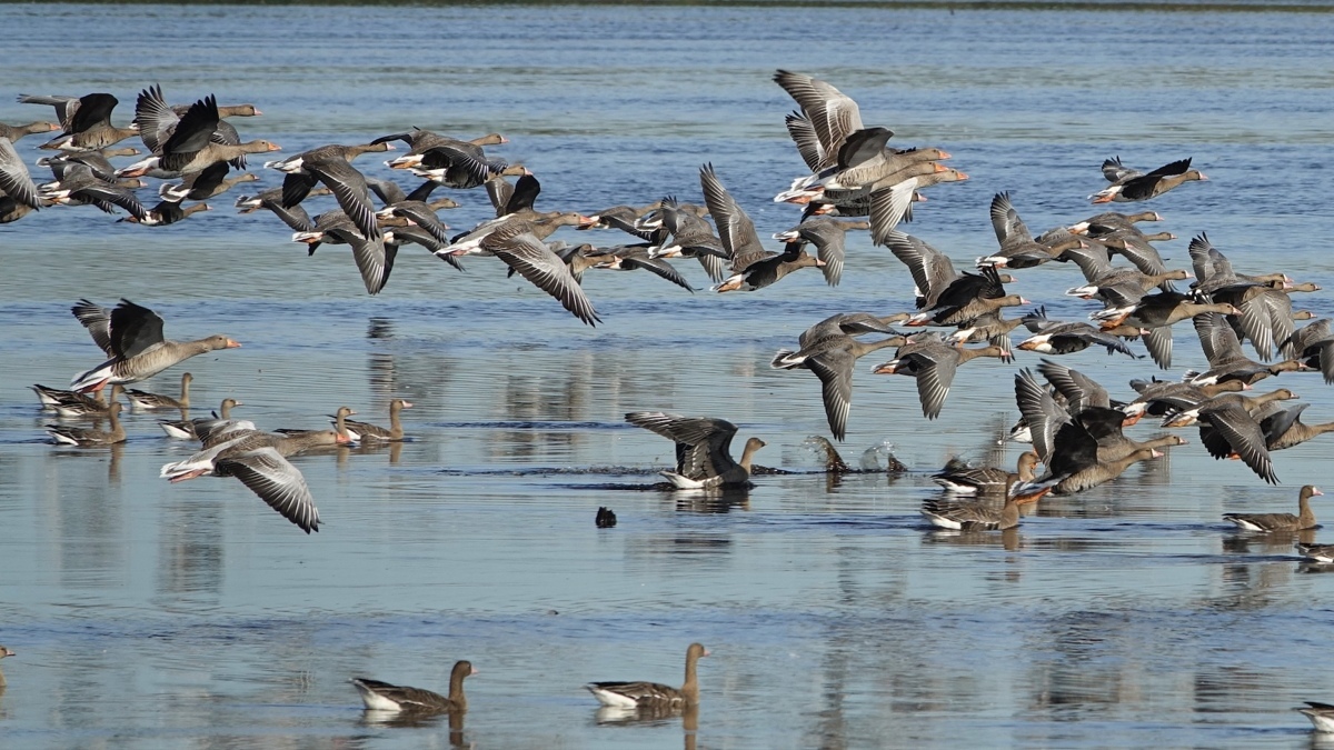 9-5Trekvogels(Marijke Vaes).JPG