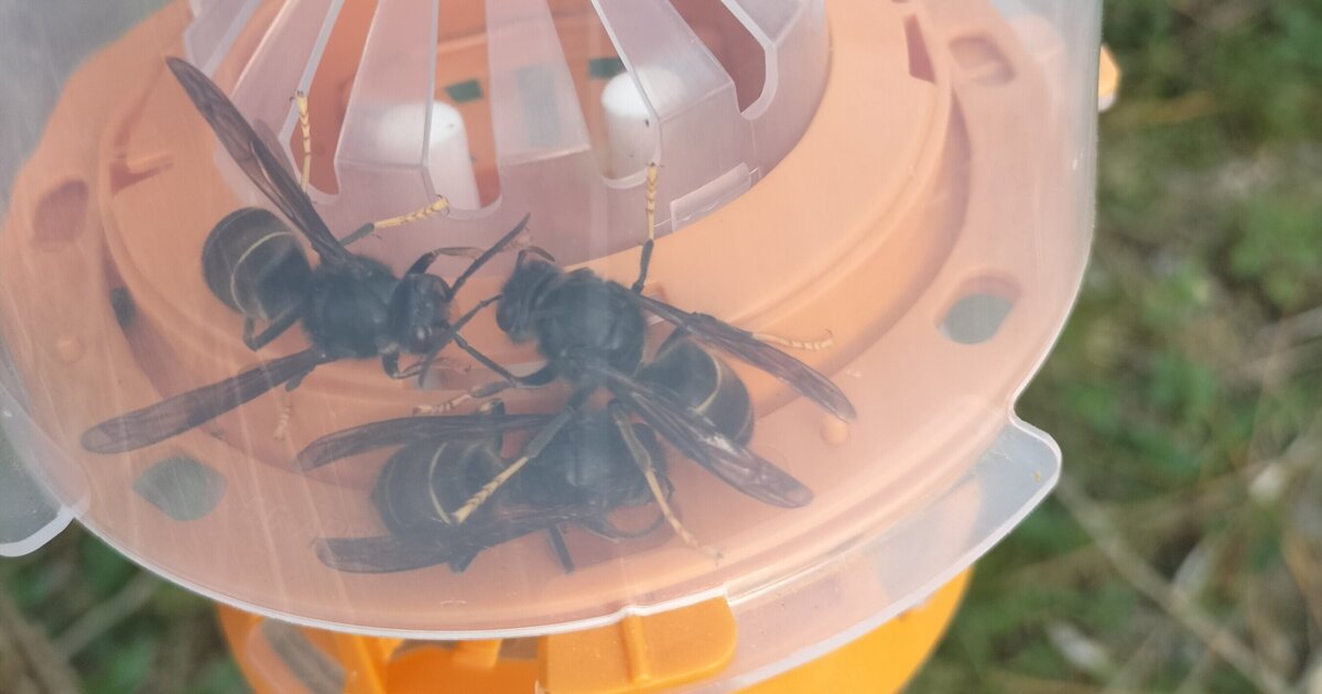 Nest Aziatische hoornaars blijft hangen in Kessel: 454 meldingen in heel Peel en Maas