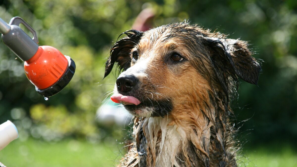 hot summer.jpg