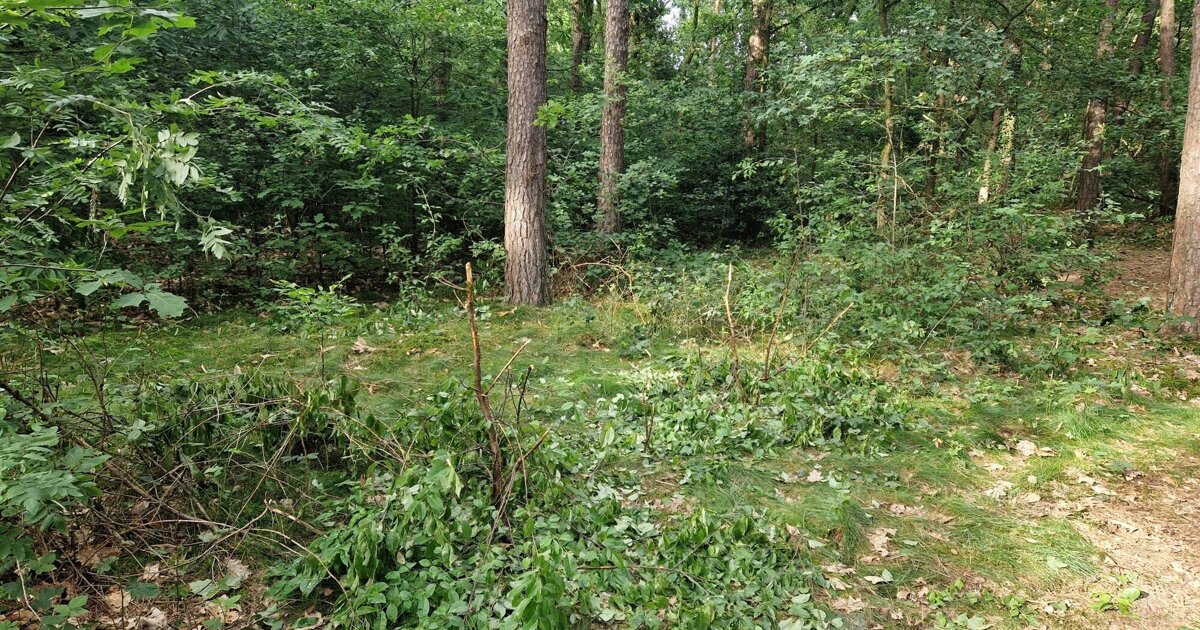 Jong Nederland betreurt vernielingen aan nieuwe aanplant in de Breukerheide