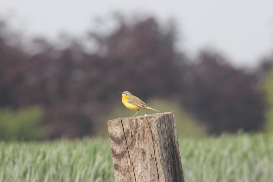IVN Helden Vogelwandeling in Weerdbeemden