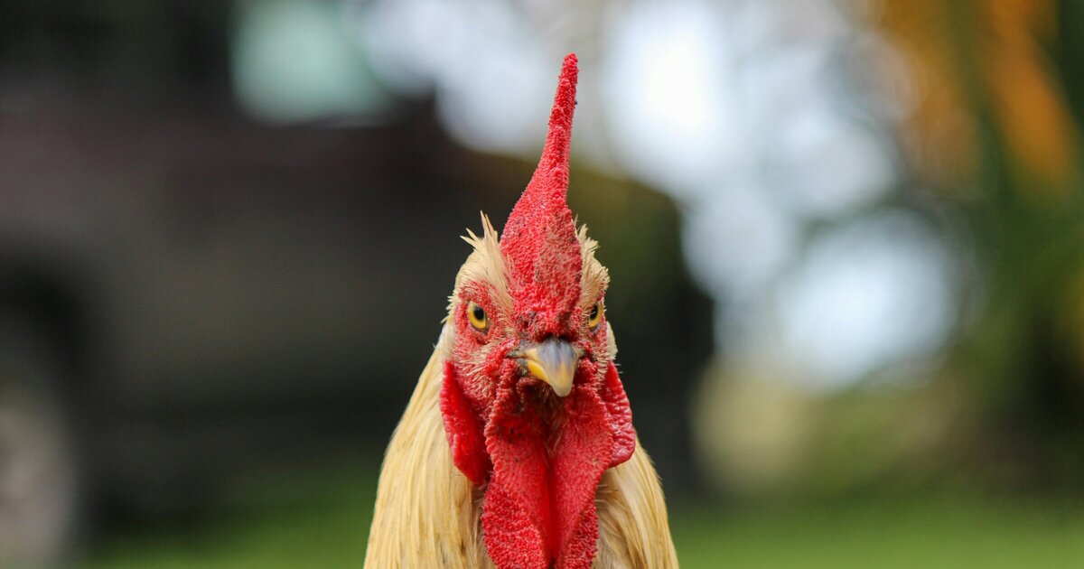 Twee bedrijven zien af van deelname bij Loeren bij de Boeren