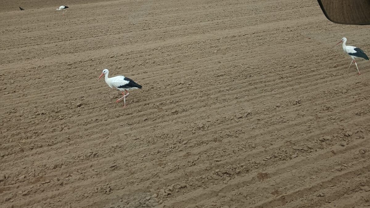 ooievaar2