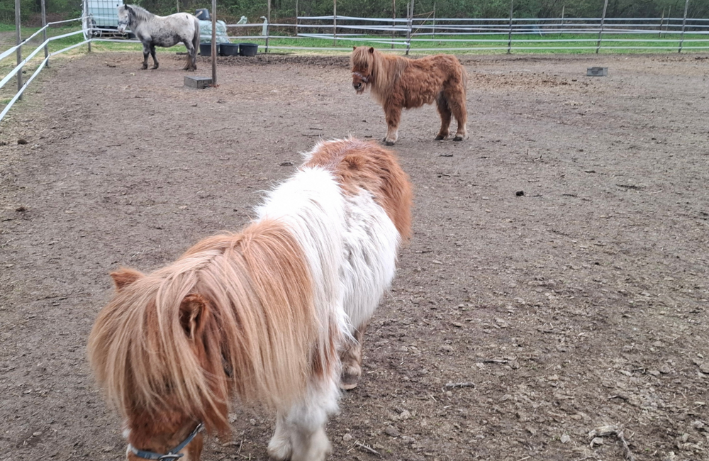 Pony's Peel en Maas.png