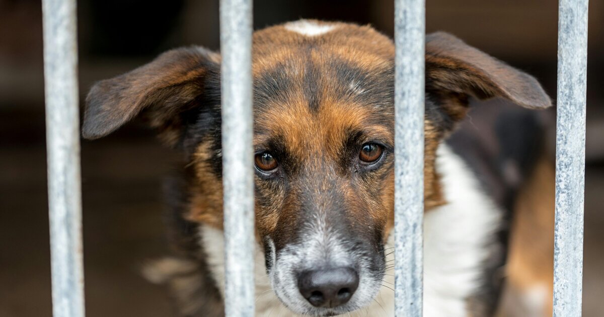 Peel en Maas verlengt opvang van zwerfdieren