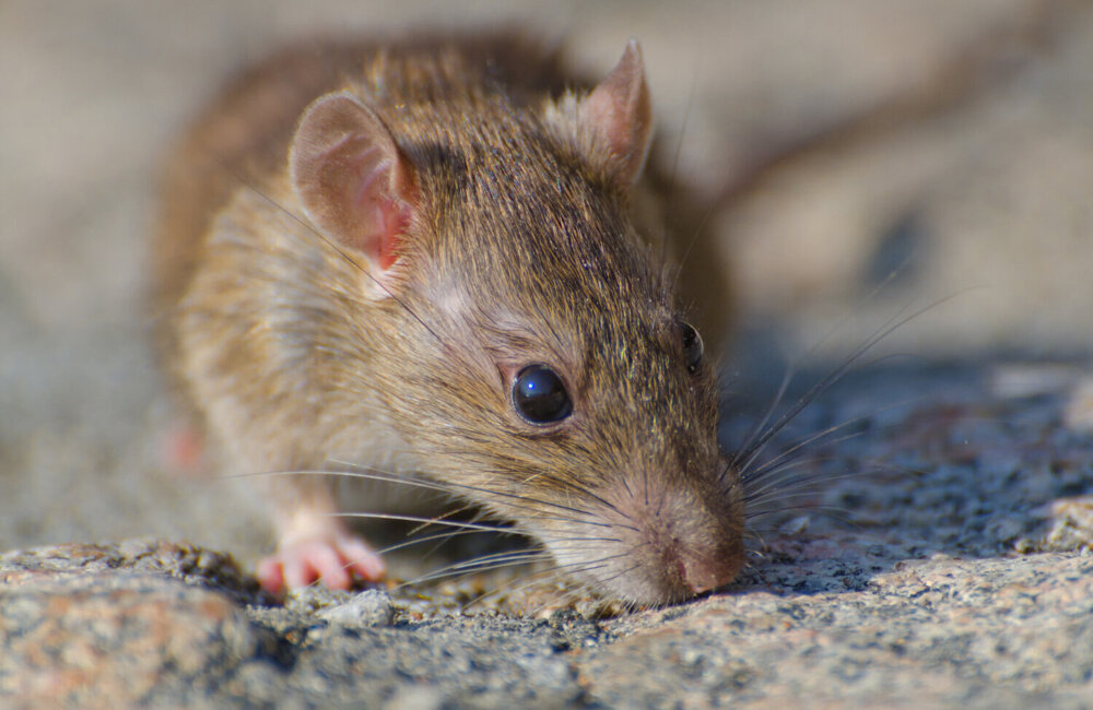 Rat stock