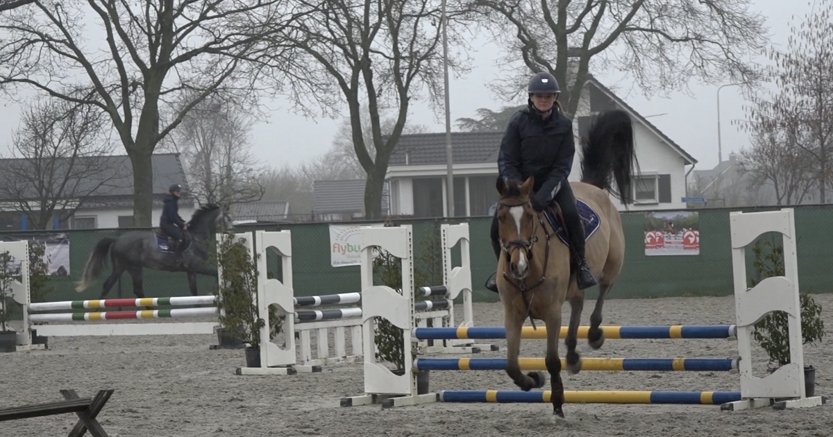 College blijft bij standpunt: geen vergunning mogelijk voor paardenbedrijf Panningen
